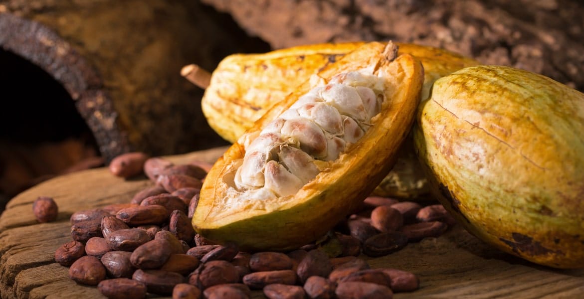 section4-Cacao-min