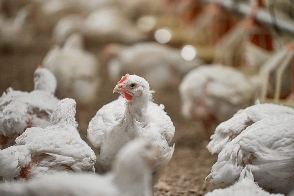 Broilers - Axtra PHY