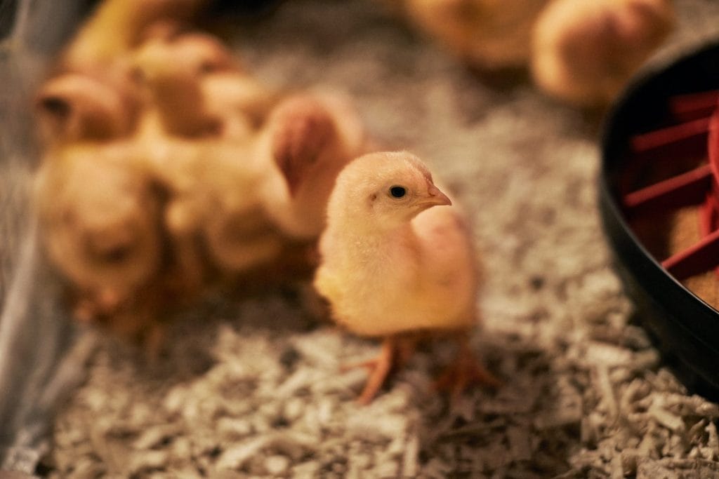IFF_Animal_Nutrition_Health_B48K8342