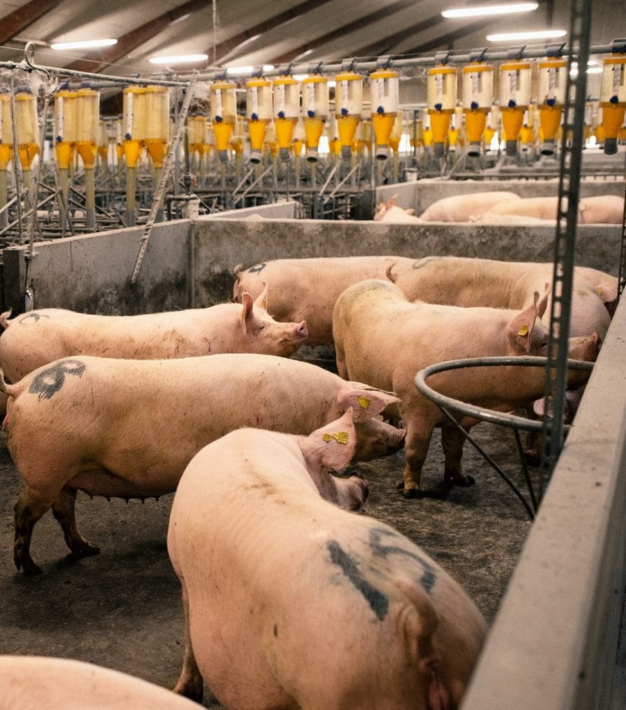 IFF_Health_Bioscience_Animal_Nutrition_48K5871_crop
