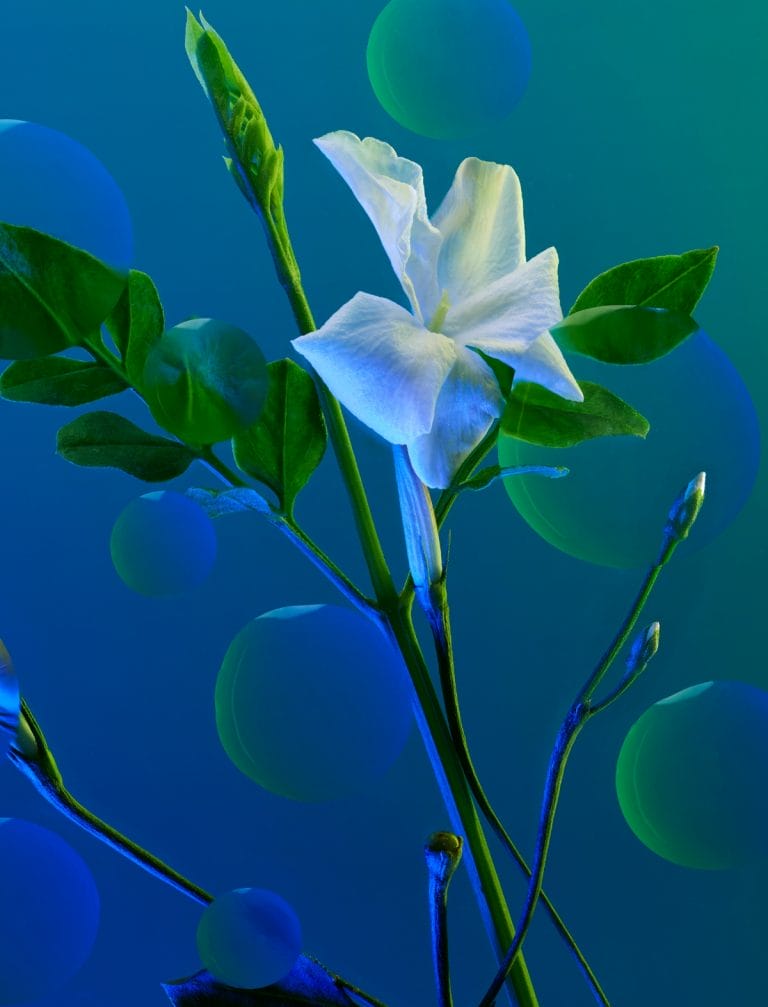collection jasmine