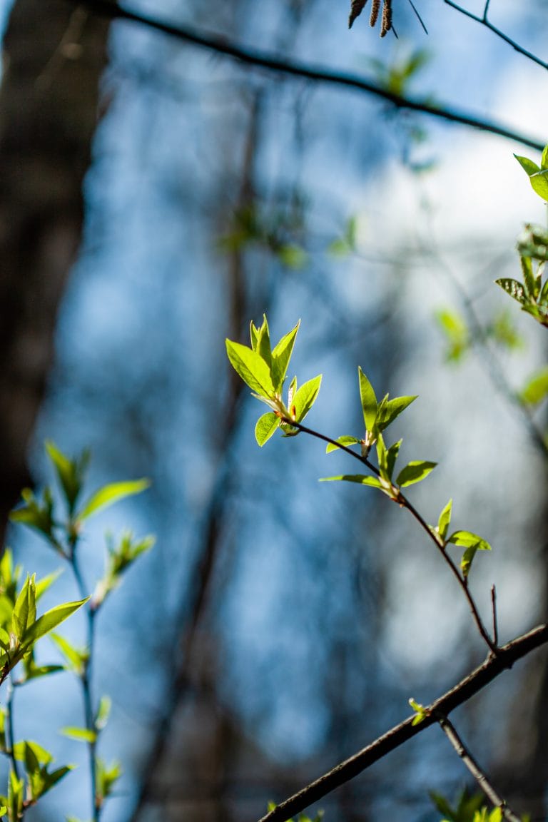 branches of bushes with the first leaves in the spring