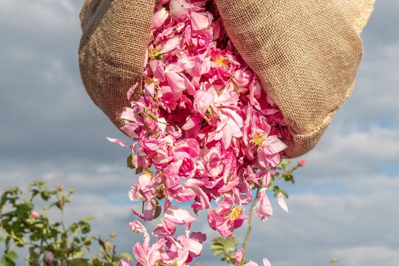 A rose-themed bag with IFF branding.