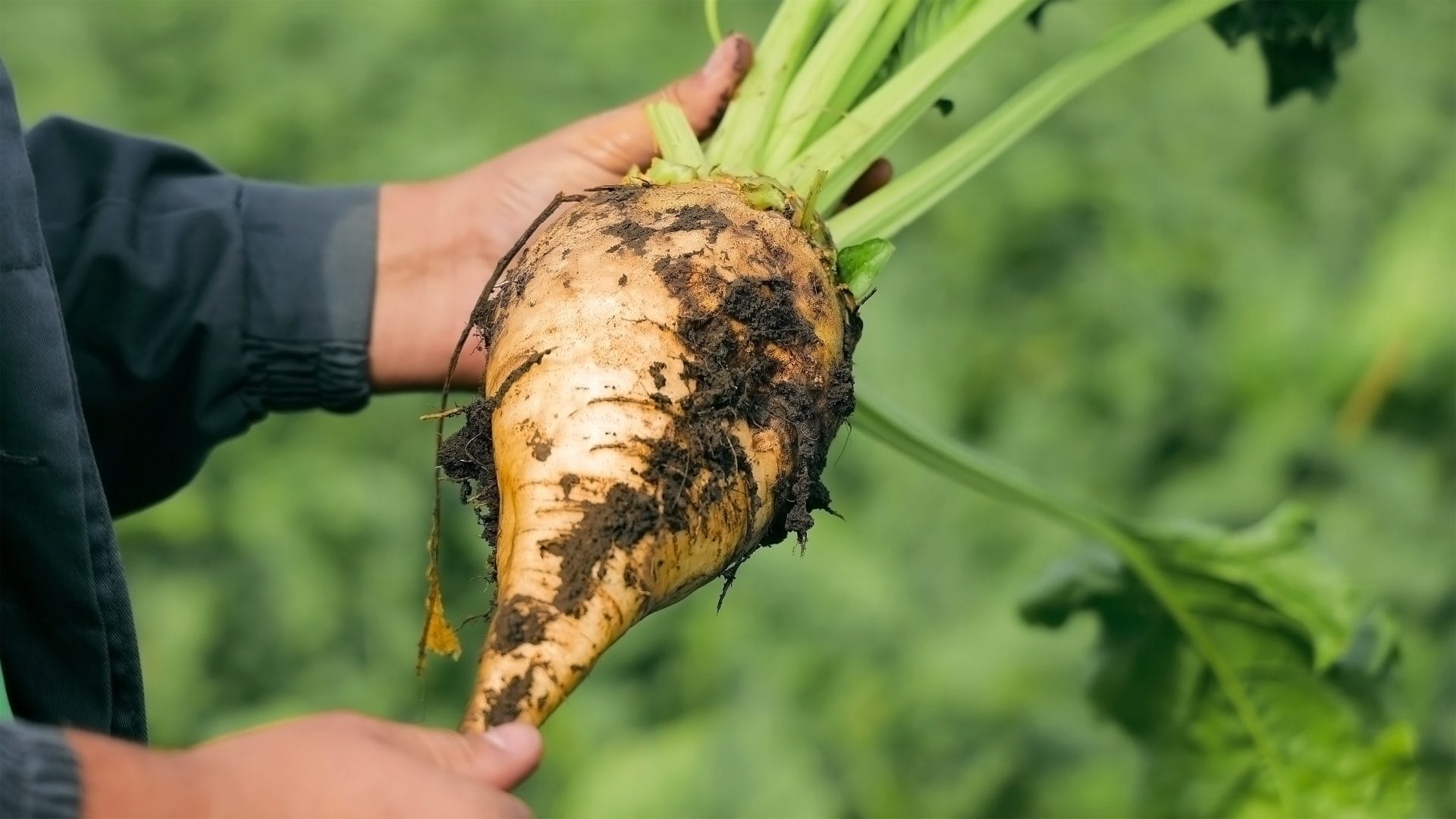 natural-betaine-sugar-beet