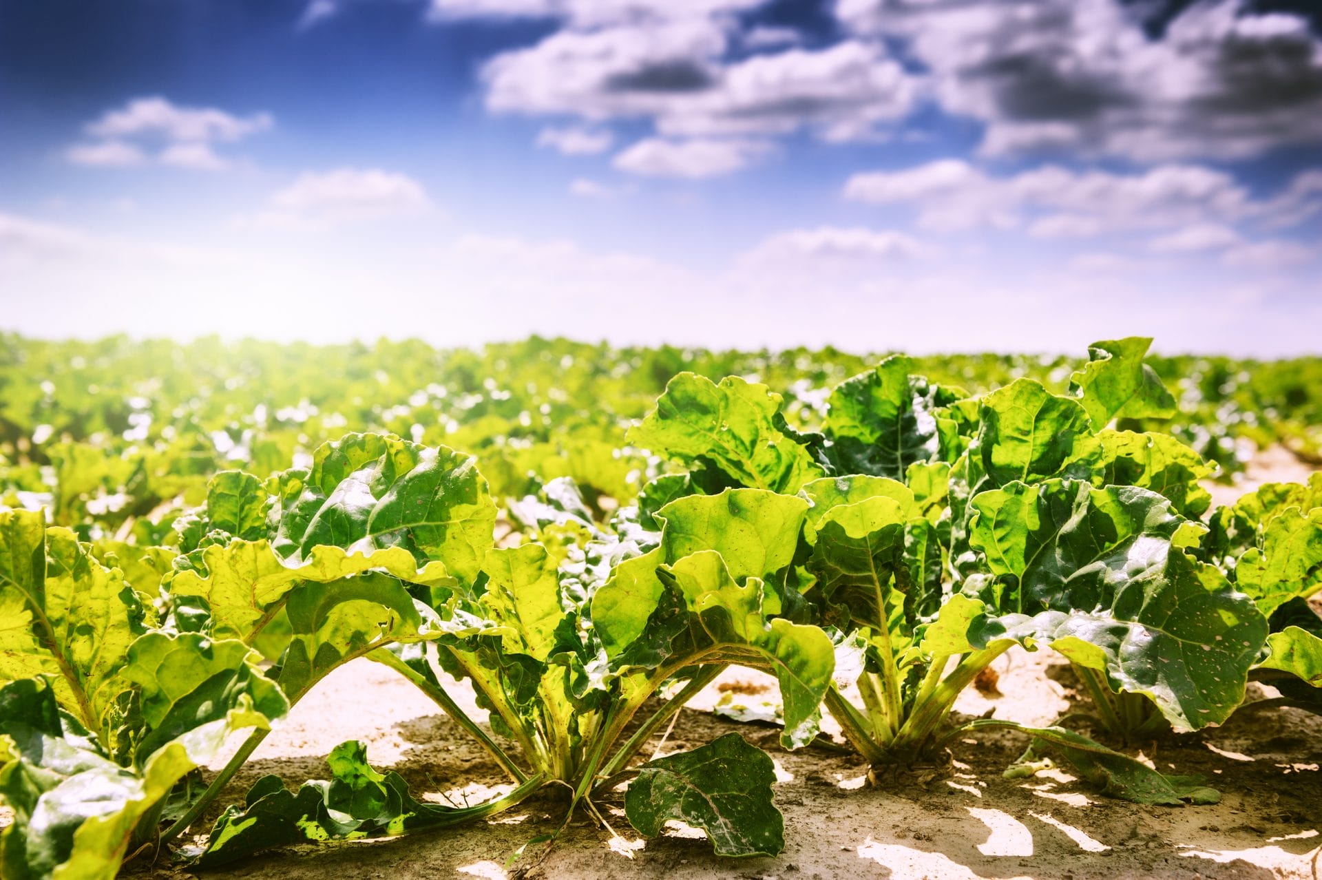 sugar-beet-field