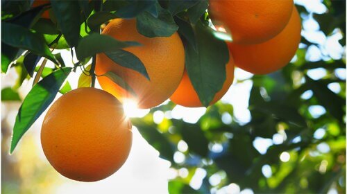 Orange Tree