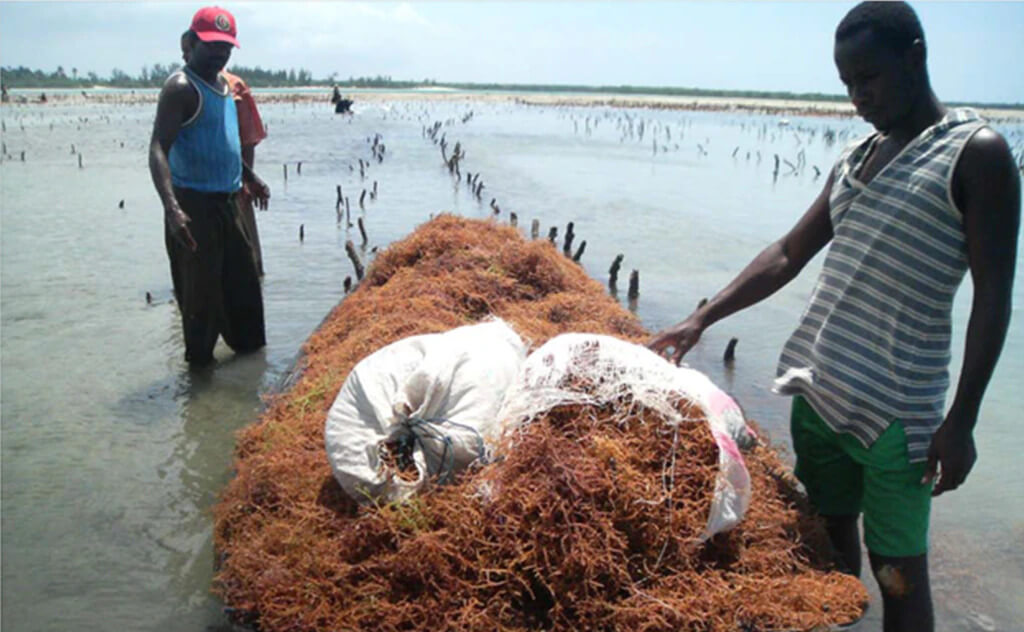 Within just one month of deploying the “seaweed barge” innovation seaweed farmers’ productivity in Zanzibar quadrupled bringing new efﬁciencies and greater economic security.