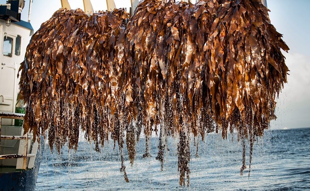 The Made Loop is a seaweed farming innovation that drives efﬁciency and productivity using cost-effective commonly available materials.