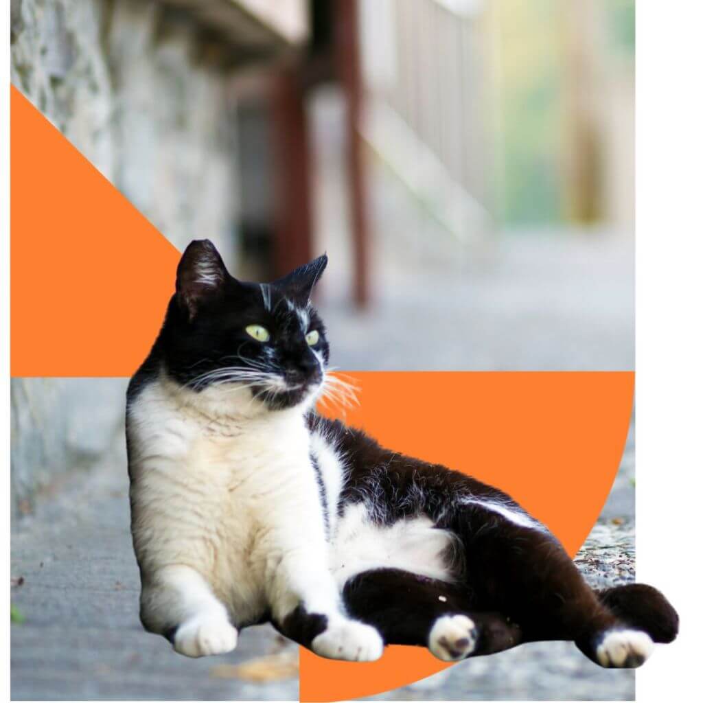 Cat sitting outside