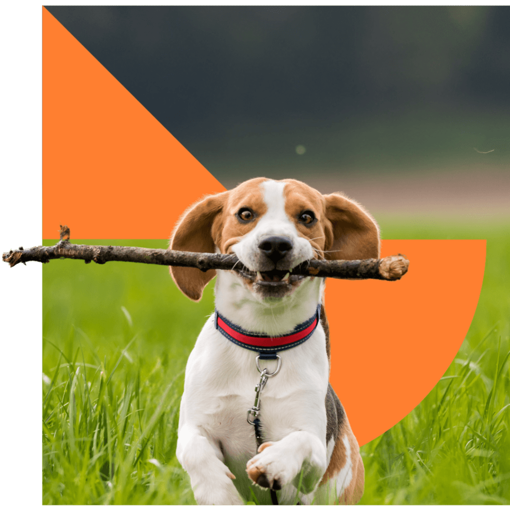Dog Running Outdoors
