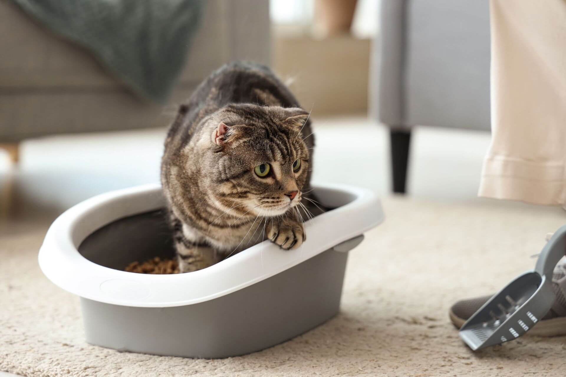 HB_ANH_Cat_Litter_shutterstock_2579301245