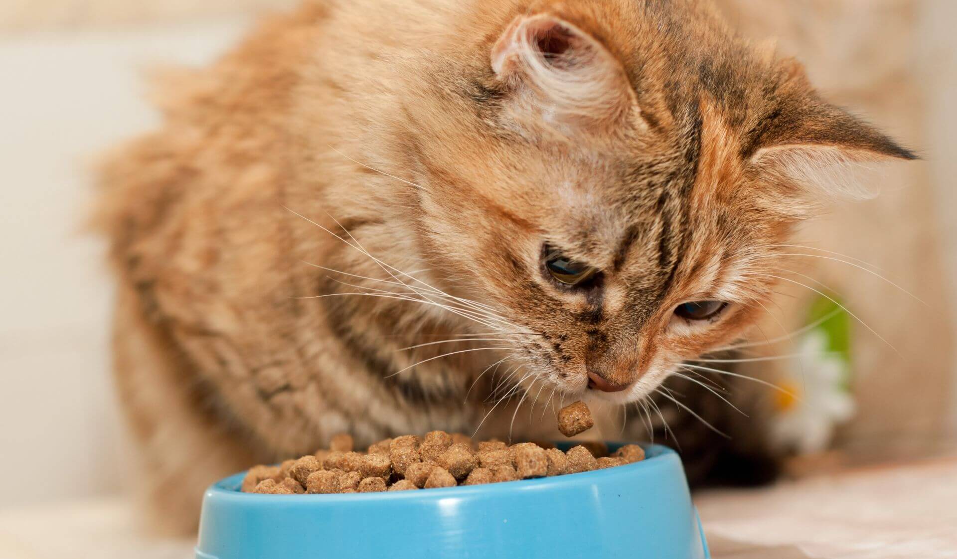 HB_ANH_Digestive_Health_shutterstock_334010345_1