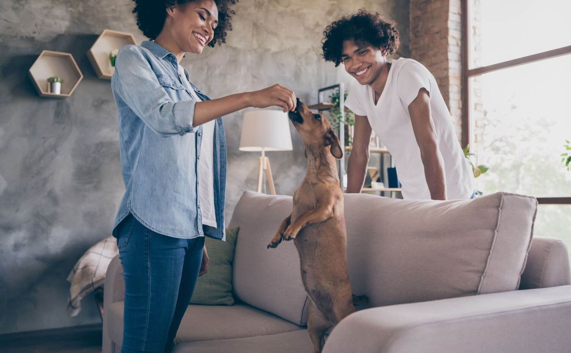 Pet Care Innovation Iff