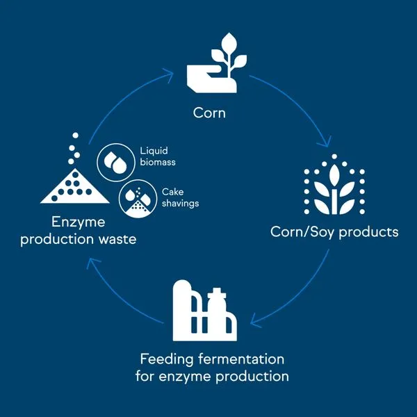 Circular diagram showing the enzyme production cycle from corn to waste reuse, highlighting sustainable waste management.
