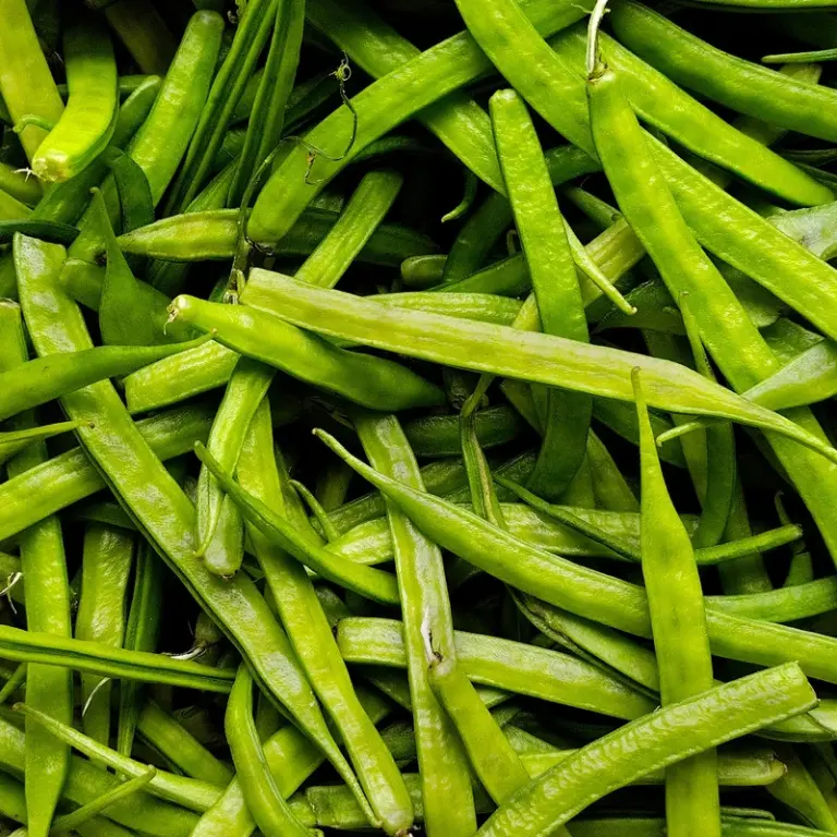 A close-up view of a pile of fresh guar beans