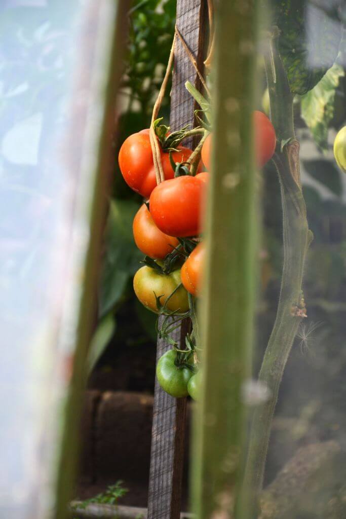 Tomatoes growing on a vine. Some are fully ripe; others are not