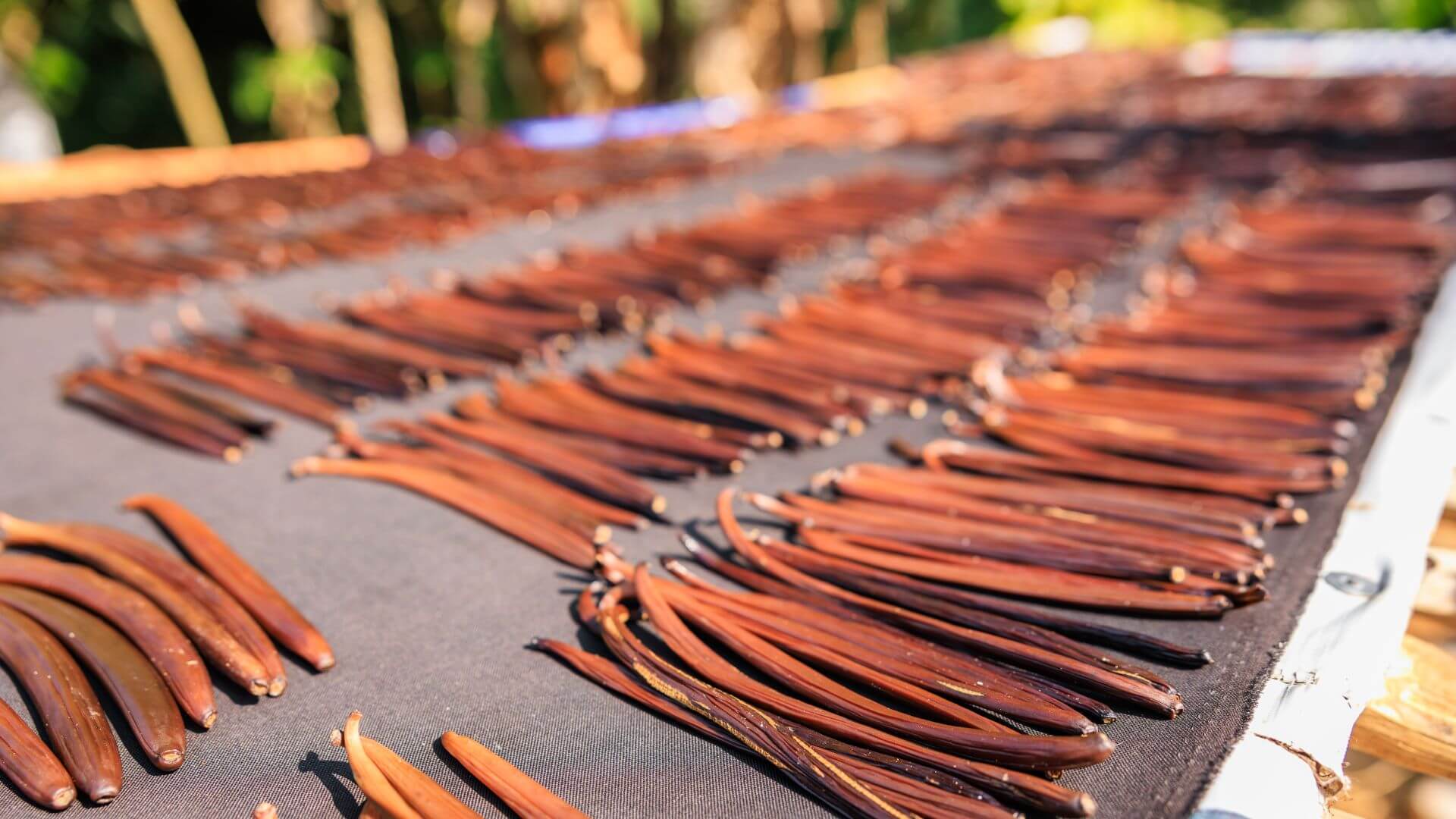 Dozens of vanilla bean pods laid out to dry outside on a black drying mat