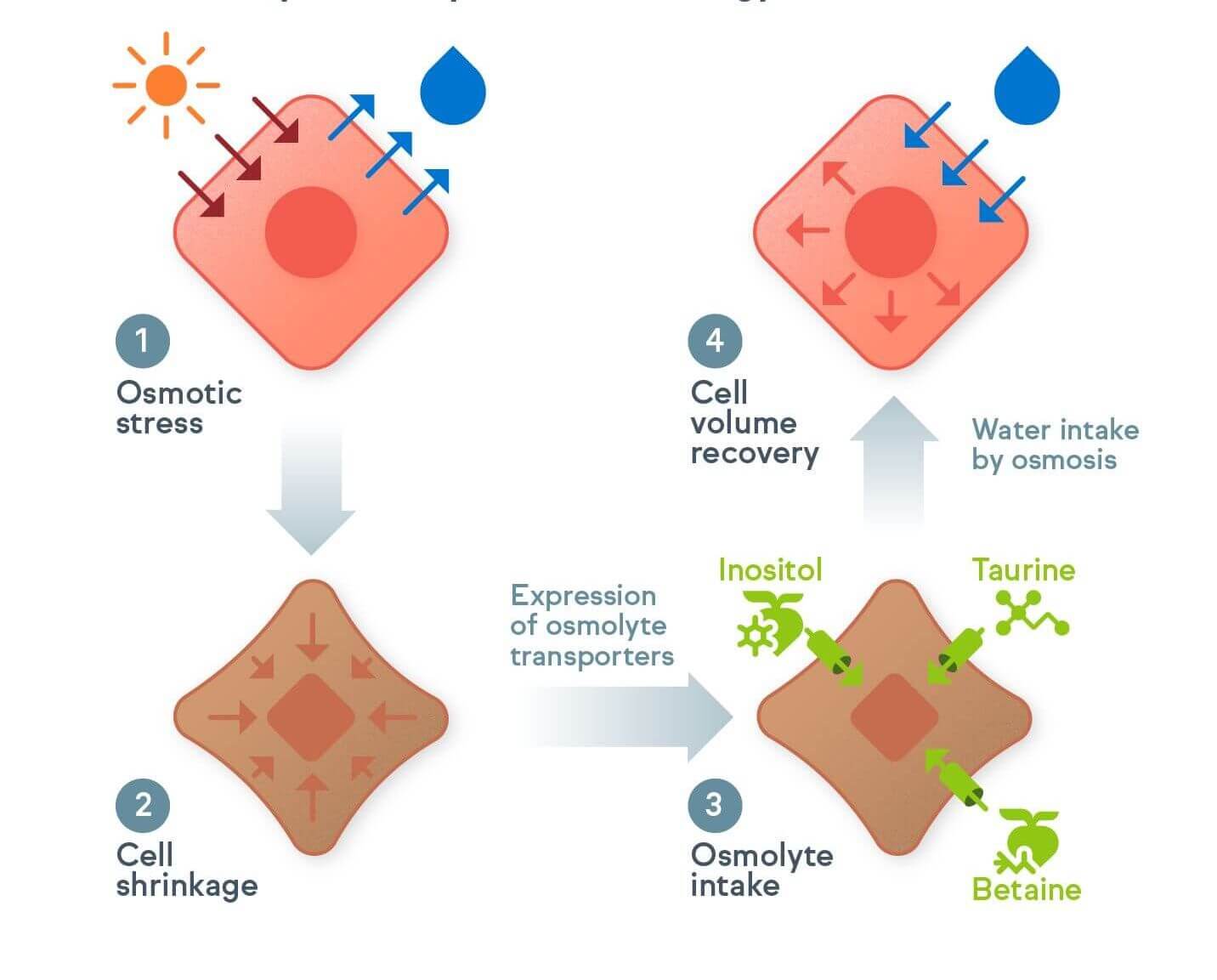 Osmolytes help balance water in cells