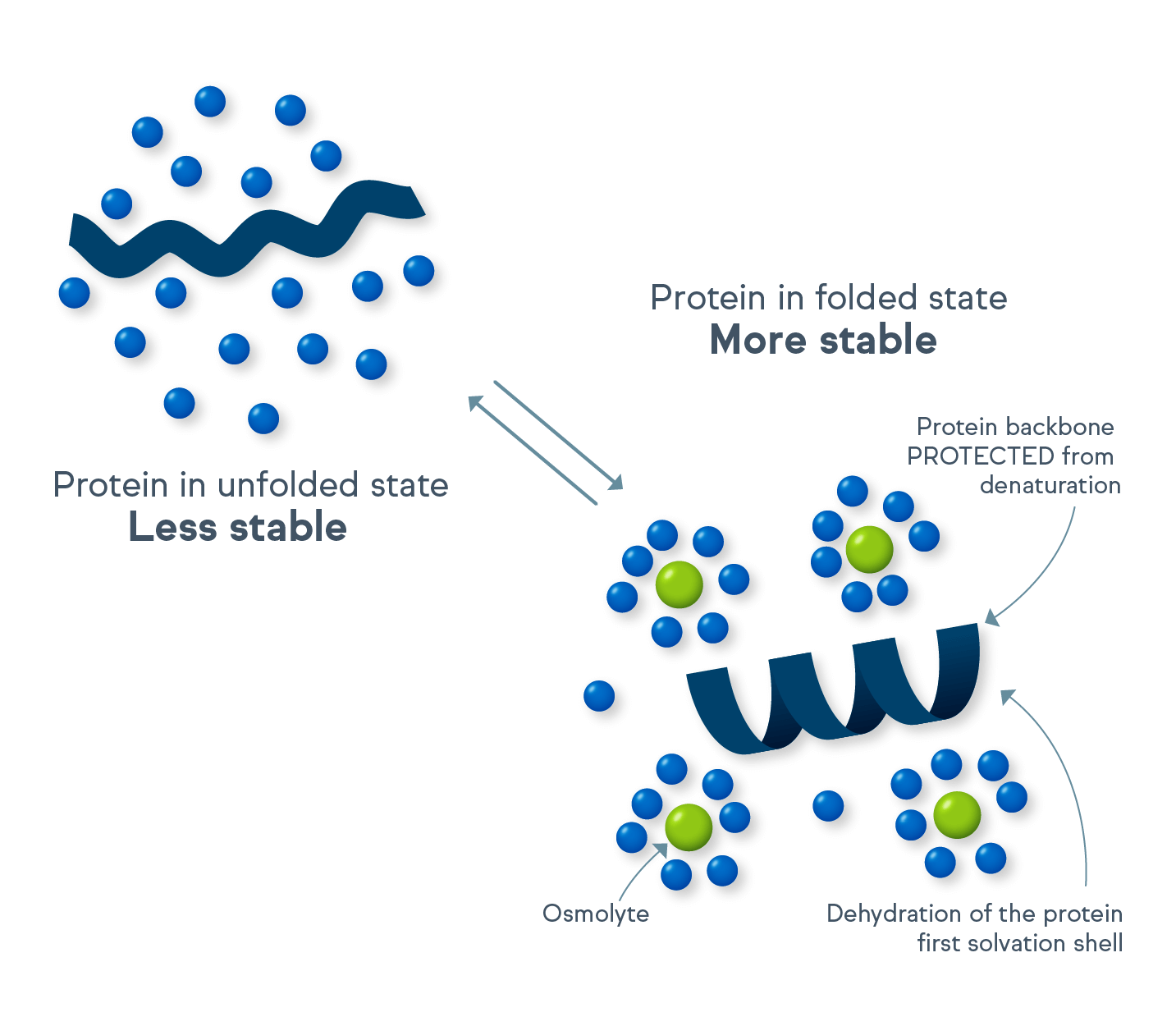 Osmolytes help protect proteins