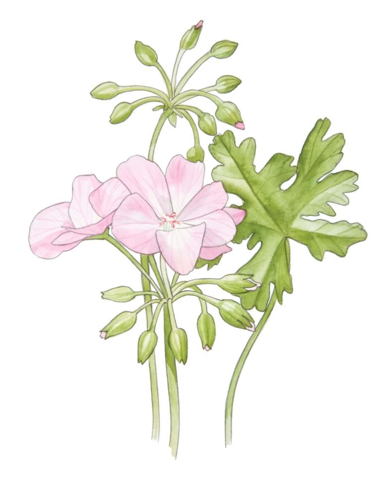 GERANIUM (Perlagonium Graveolens L tler)