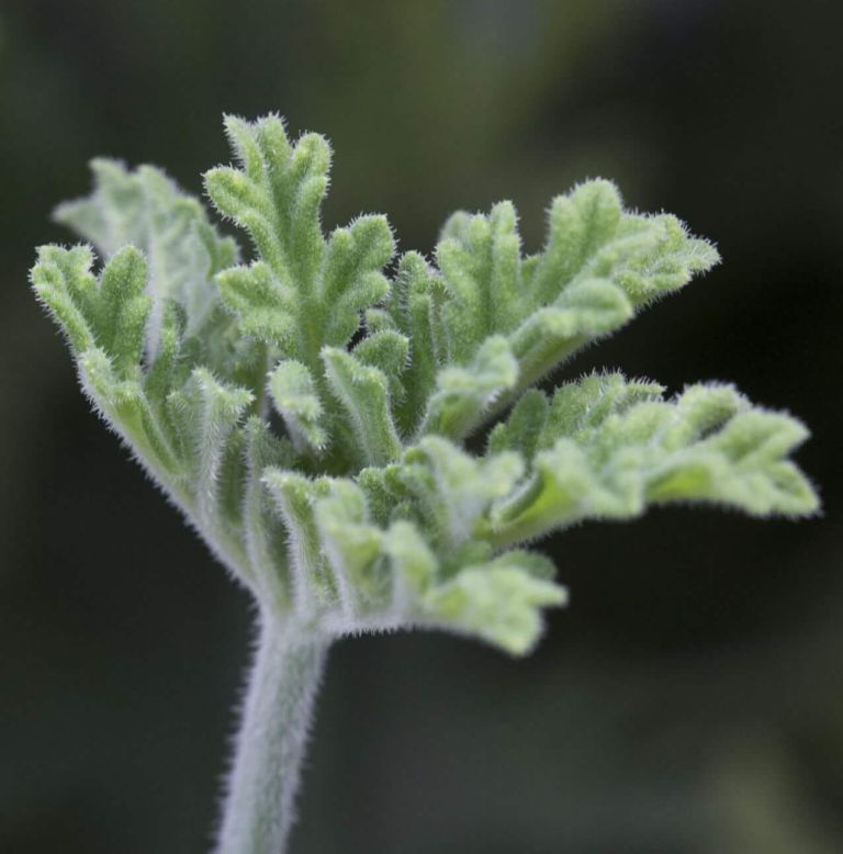 GERANIUM_OFFICIELLE_GM_BD_LMR_2020 (25)