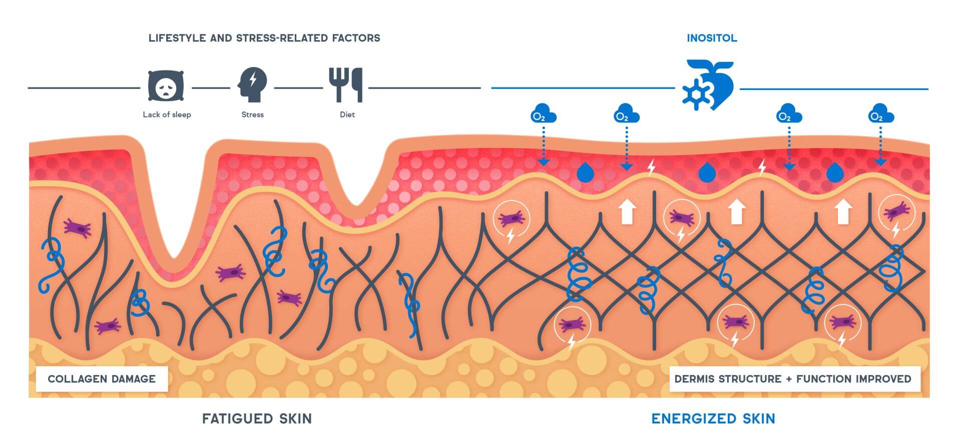 genencare-osmi-mi inositol enhances skin oxygenation and stimulates the metabolism of fibroblasts to help fight signs of skin fatigue