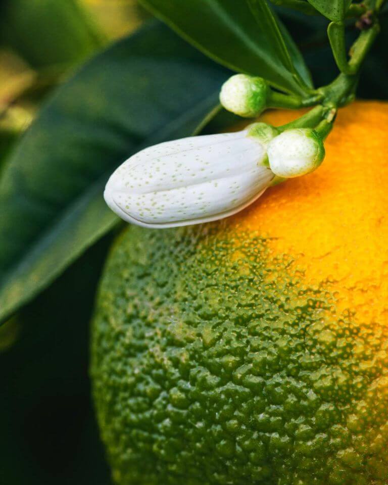 Taura Clean & Simple Ingredients