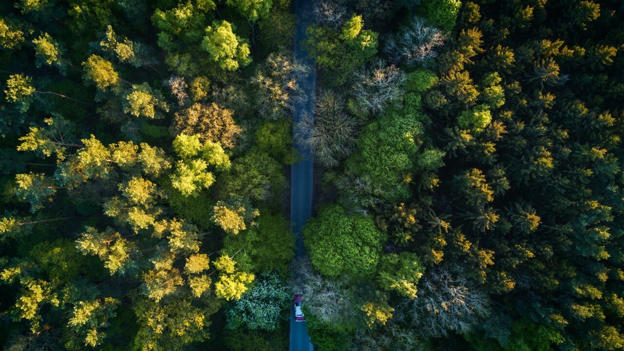 forest 1