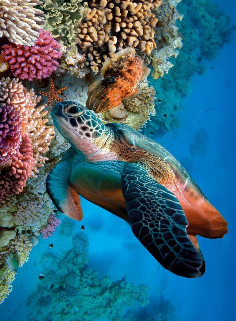 Osmolytes Found in Marine Animals
