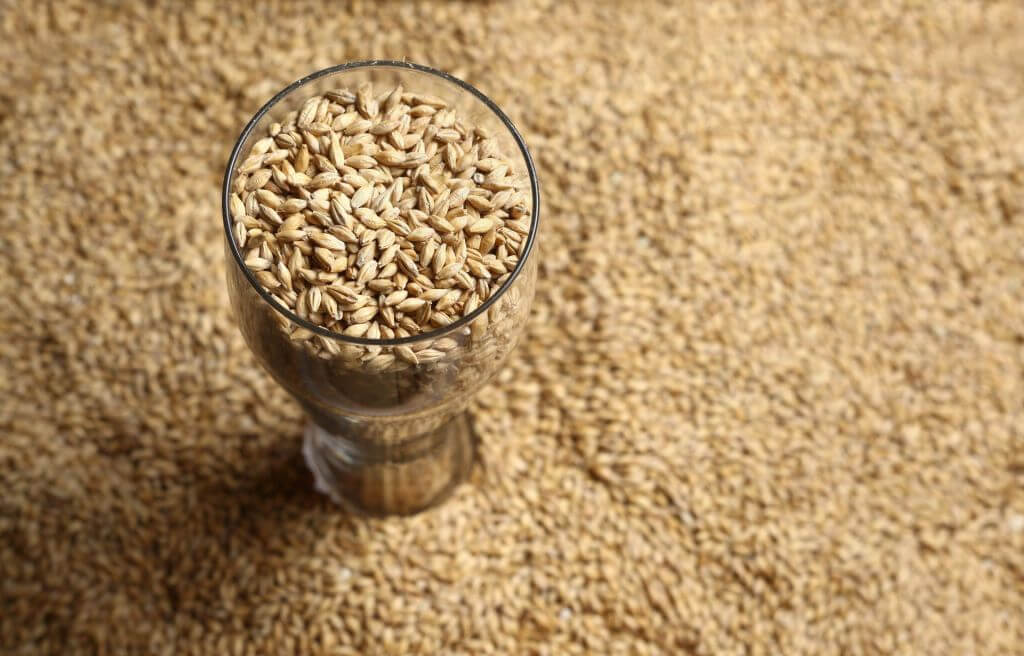 Glass filled with barley grains placed on a large pile of barley