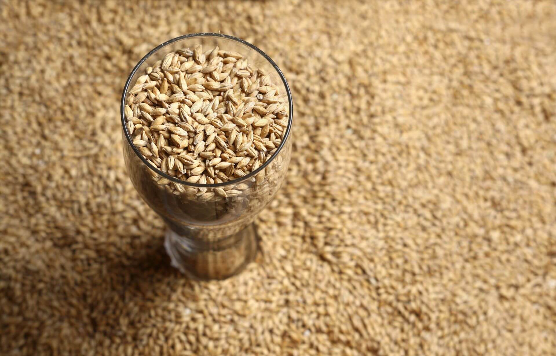 Glass filled with barley grains placed on a large pile of barley