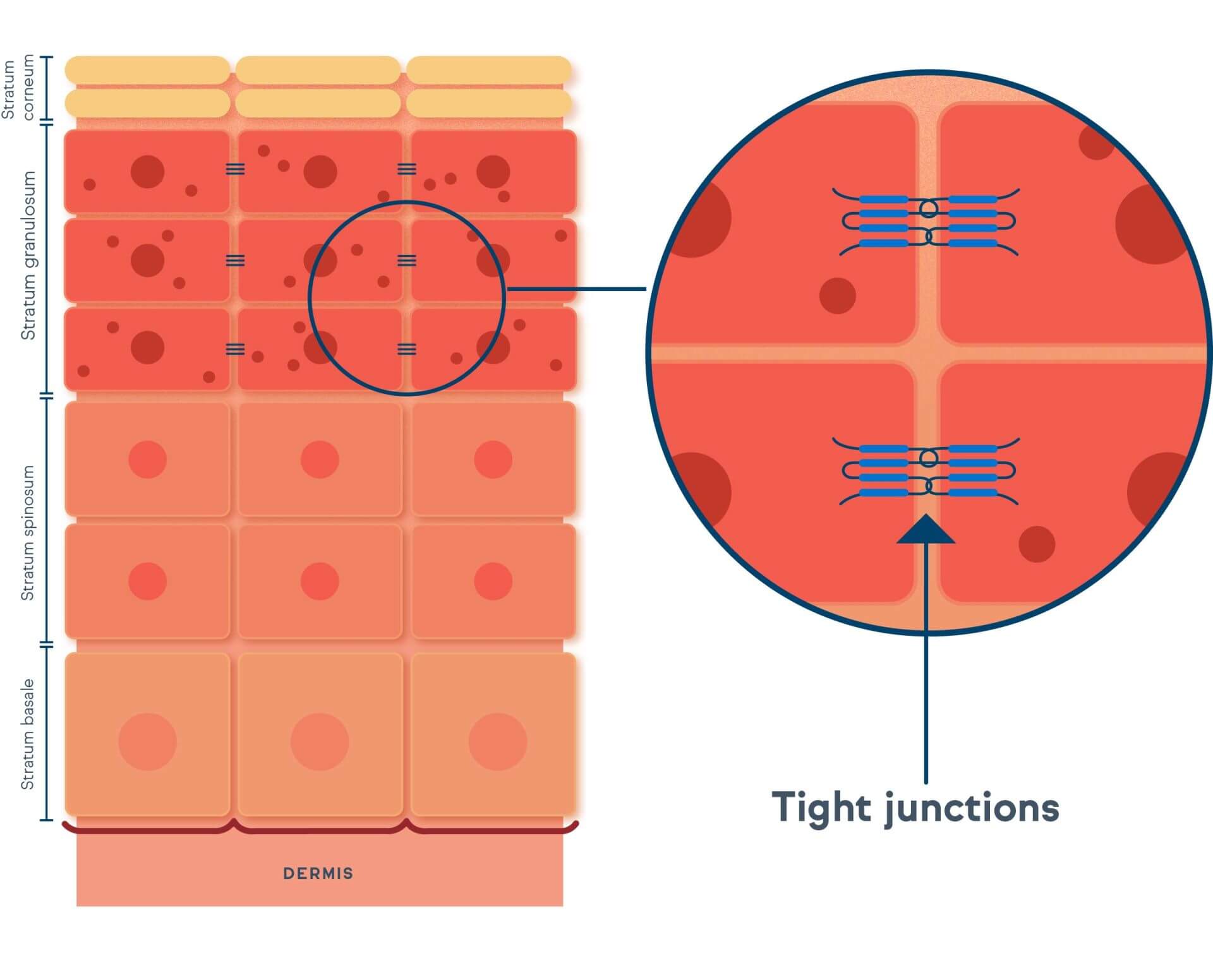 Osmolytes help strengthen skin barrier