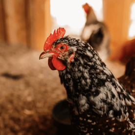 animal-feed
