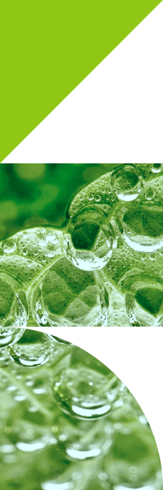 banner-decor-green_clean