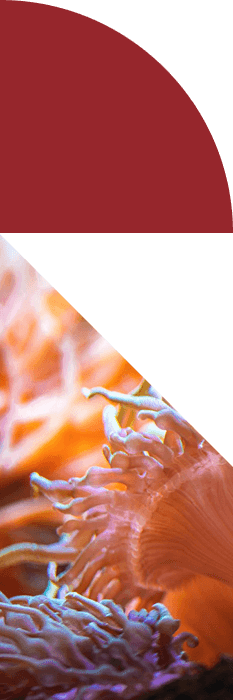 banner-decor-red_clean
