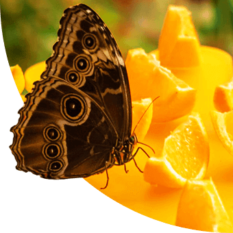 butterfly