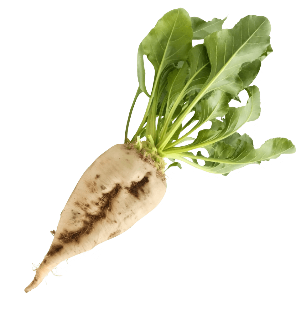 Sugar Beet