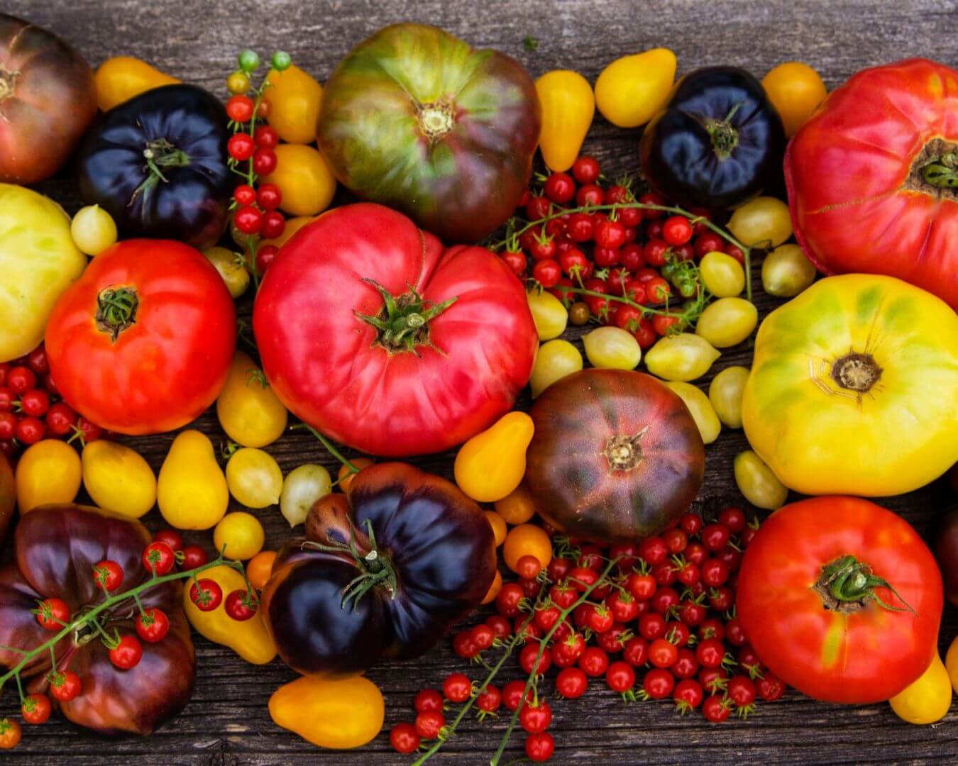 Crop Biological Heirloom Tomatoes