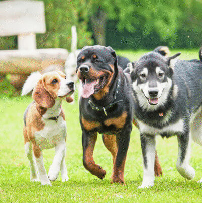 csm_IFF_HS_Health-Benefits_Pet-Health_4_be0d186bcf_34580fd5fb6ab98be6eda8a1c8d78592