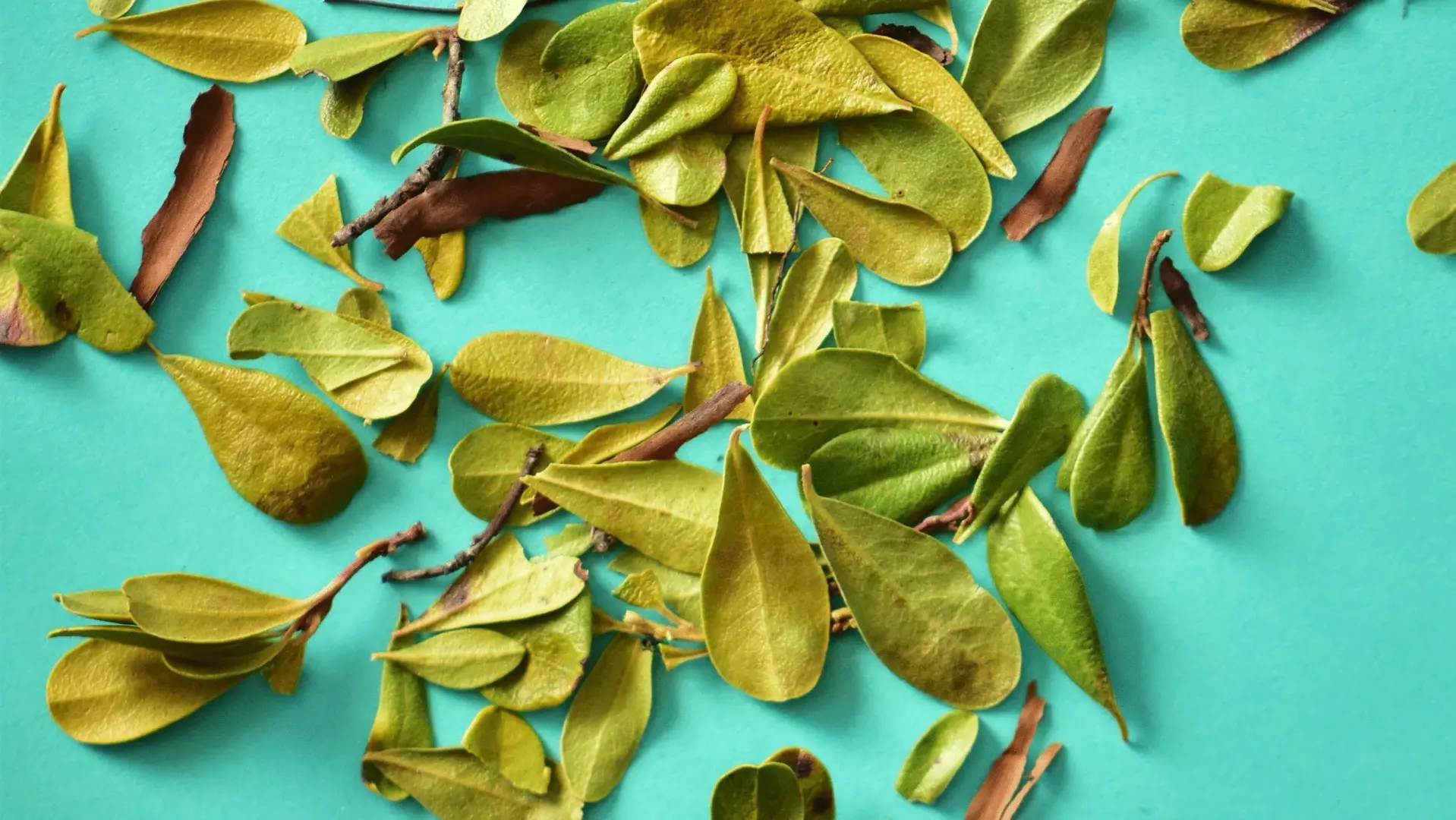 csm_Ingredients_Bearberry_Banner_fc034059c2_7e4eda23b69fd59b5fb657d410663805.jpg