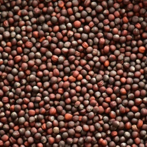 csm_Ingredients_Broccoli-Seed_Banner_ea117da204_d9abdcdcd23fee4d01baff32468b3472.jpg