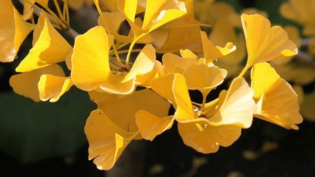 csm_Ingredients_Ginkgo_Banner_74ceb0a62c_c8ea8c23a45edc3e99c1fc5bd9f39fc7.jpg