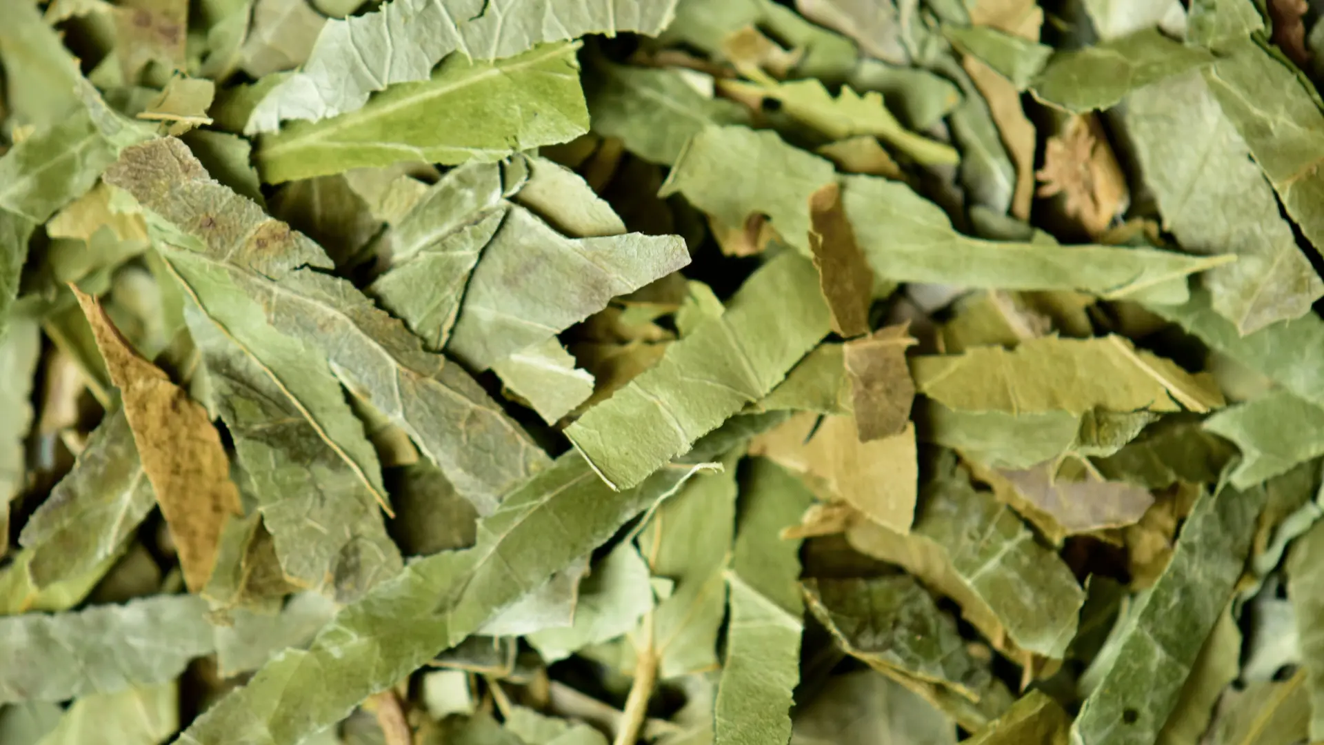 csm_Ingredients_Ivy_Banner_de2feec327_d20ccc7bb57f9327c9dcd47e3ef48bd6.jpg