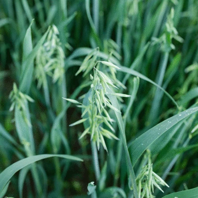 csm_Ingredients_Neuravena_Advantages_ca08f2c711_cdd8807cdf191e049dde8aeadd1b1575.jpg