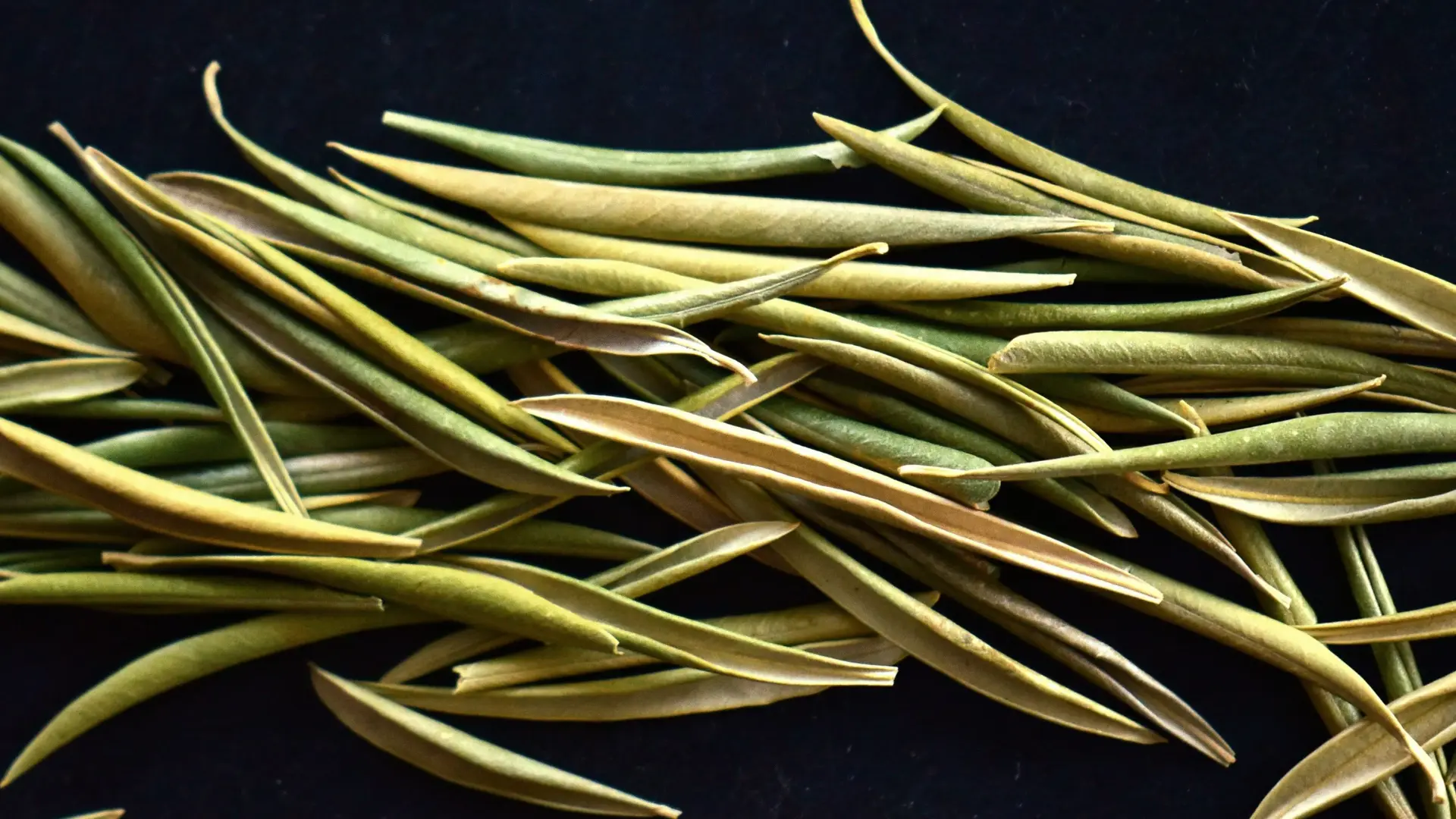 csm_Ingredients_Olive-Leaf_Banner_b0b0103646_2a7ba88c1e95e82e2e89dd5a07b17f61.jpg