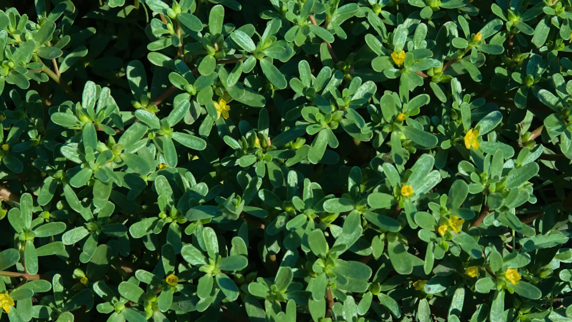csm_Ingredients_Purslane_Banner_8b7390fefa_e9960bf7f18ca09f0f1f60fbf01821fc.jpg