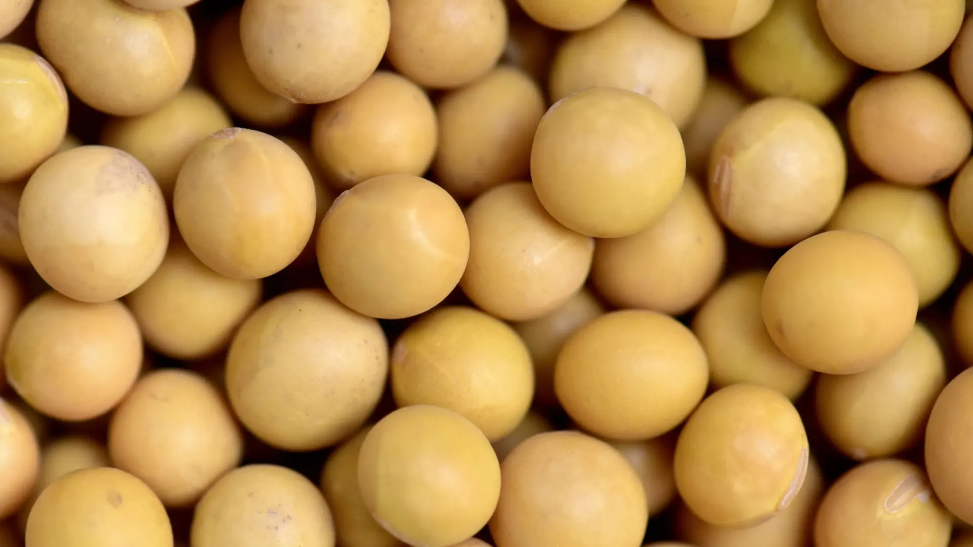 Soy protein and fiber
