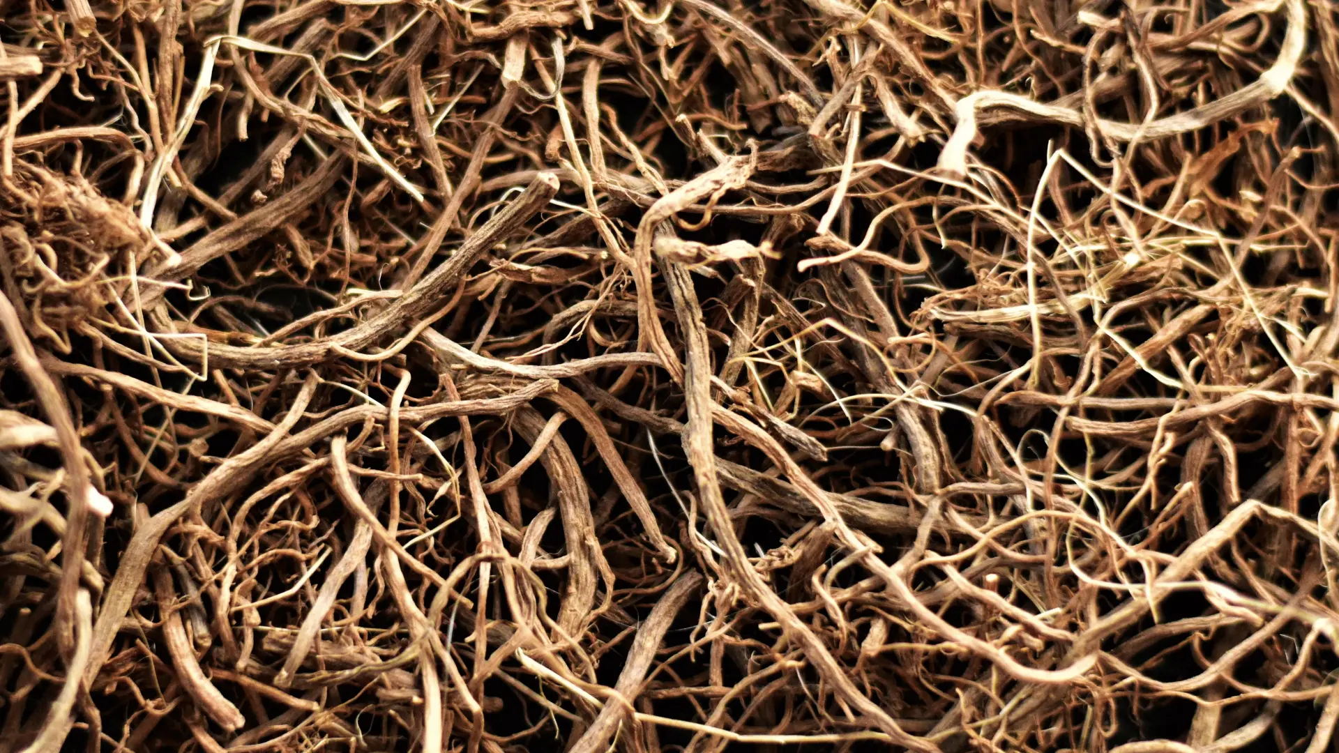 csm_Ingredients_Valerian_Banner_7516226d4c_9f4784ad9fc0ef5cf580dd430bddce5d.jpg