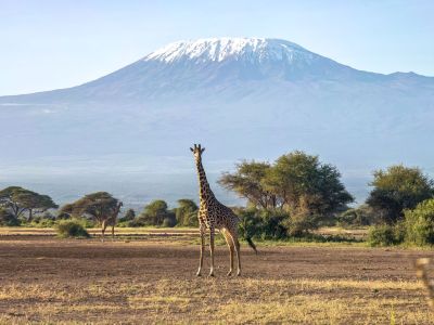giraffe-acacia-trees-with-mount-kilimanjaro-background-beautiful-african-landscape-with-savannah-animals-mountains (1)
