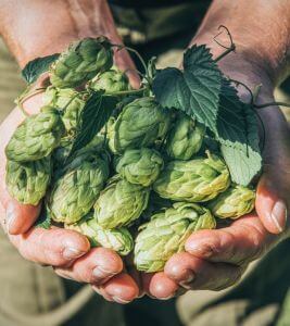 Brewing Sustainably: Enzyme Applications for Efficiency, Quality, and a Greener Future